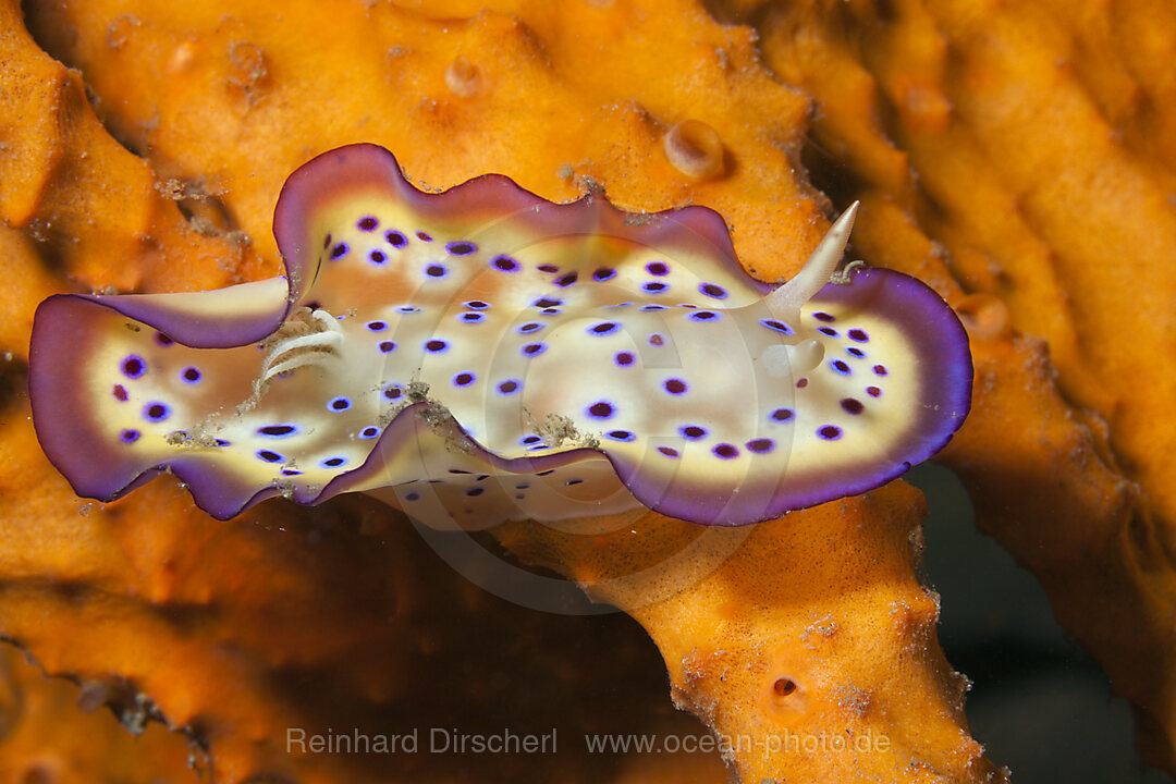 Dorid Nudibranch, Chromodoris kuniei, Tufi, Solomon Sea, Papua New Guinea
