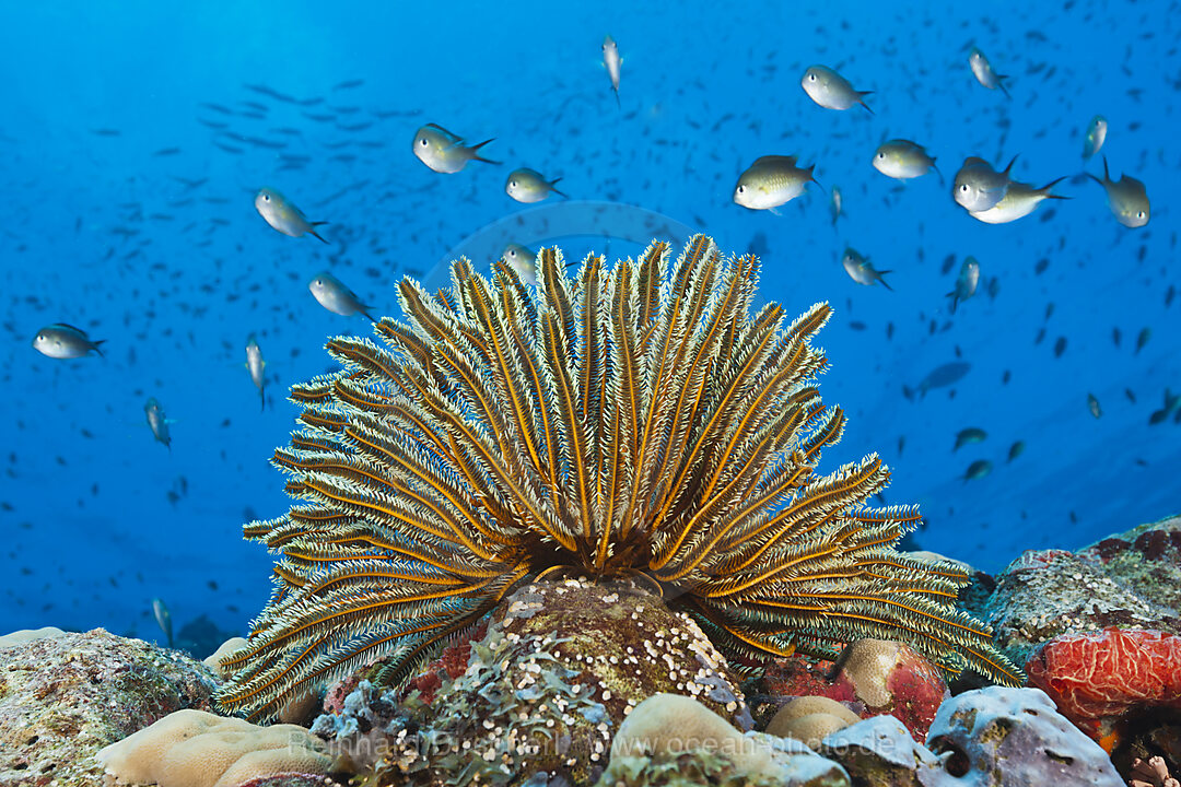 Crinoids in Coral Reef, Comaster schlegeli, Tufi, Solomon Sea, Papua New Guinea