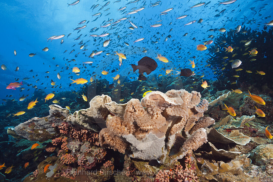 Species-rich Coral Reef, Tufi, Solomon Sea, Papua New Guinea