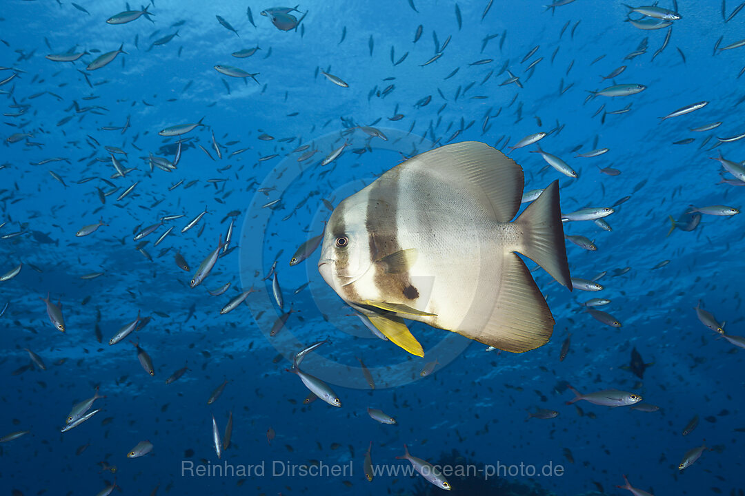 Longfin Batfish, Platax teira, Tufi, Solomon Sea, Papua New Guinea