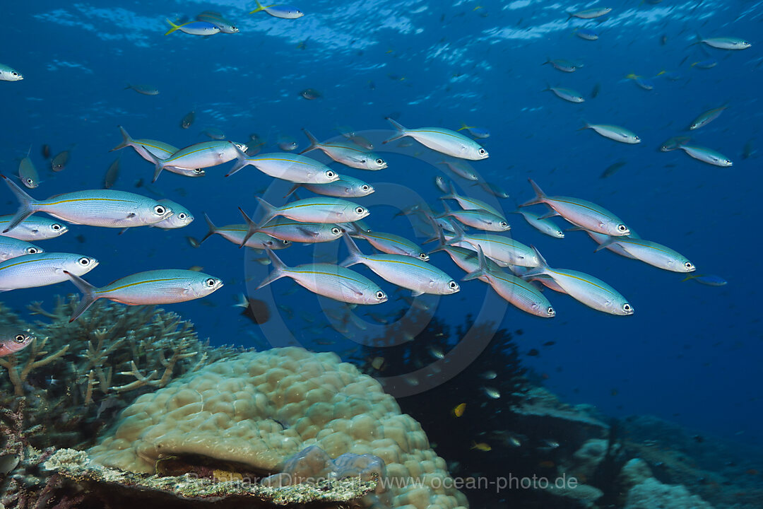 Shoal of Mosaic Fusilier, Pterocaesio tesselata, Tufi, Solomon Sea, Papua New Guinea
