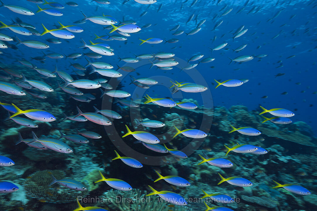 Shoal of Fusilier, Caesio, Tufi, Solomon Sea, Papua New Guinea