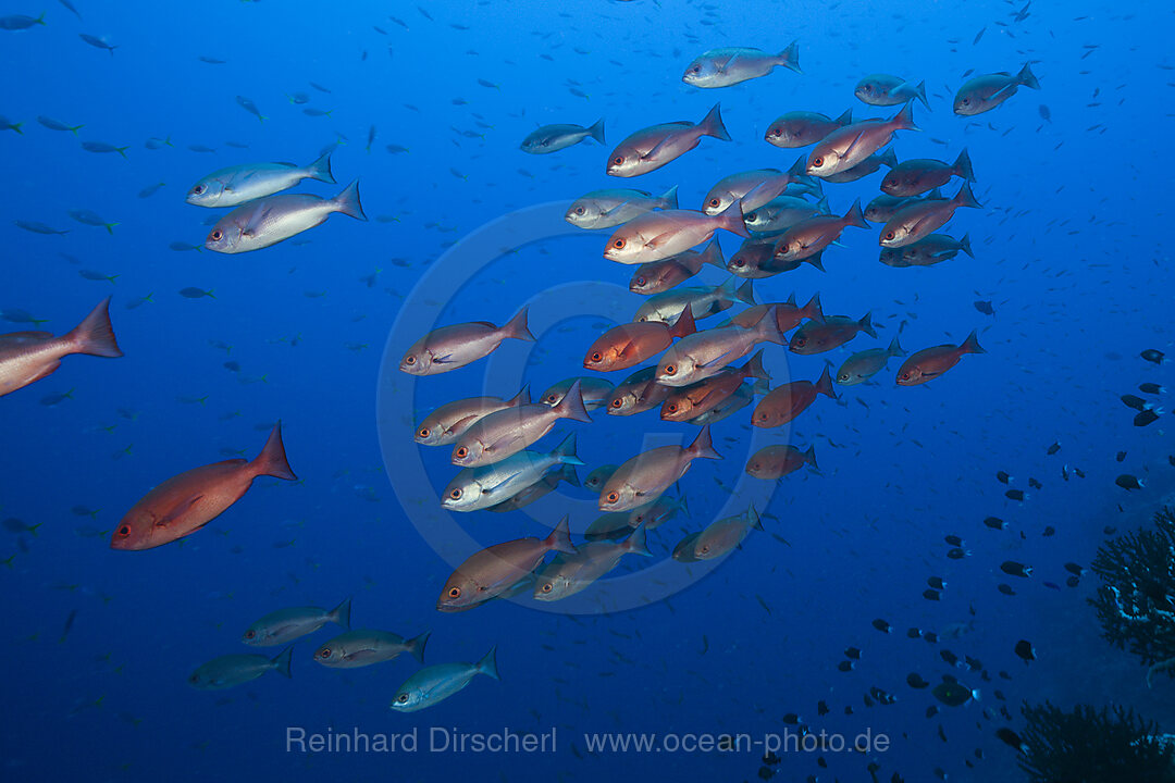 Schwarm Rote Pinjalo Schnapper, Pinjalo lewisi, Tufi, Salomonensee, Papua Neuguinea