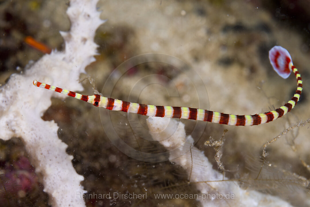 Gebaenderte Seenadel, Doryrhamphus dactyliophorus, Tufi, Salomonensee, Papua Neuguinea