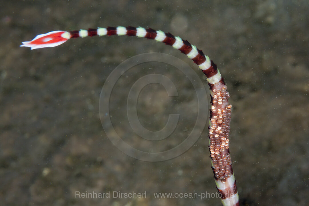 Maennliche Gebaenderte Seenadel traegt Eier aus, Doryrhamphus dactyliophorus, Tufi, Salomonensee, Papua Neuguinea