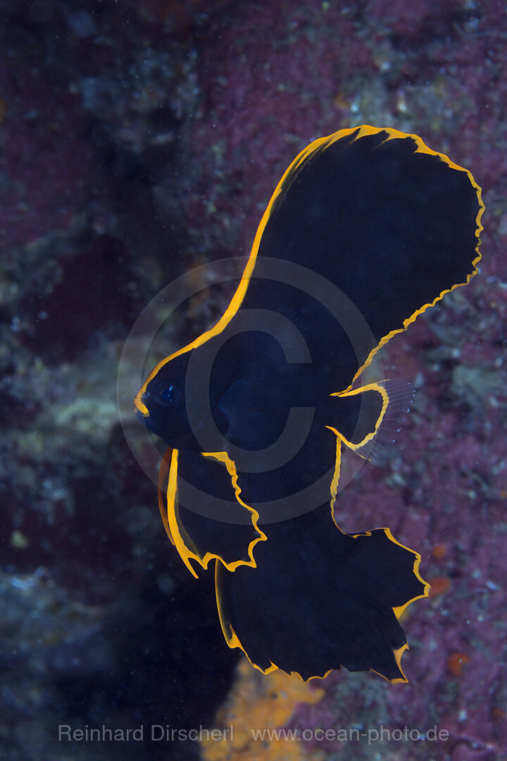 Juveniler Spitzmaul-Fledermausfisch, Platax pinnatus, Tufi, Salomonensee, Papua Neuguinea