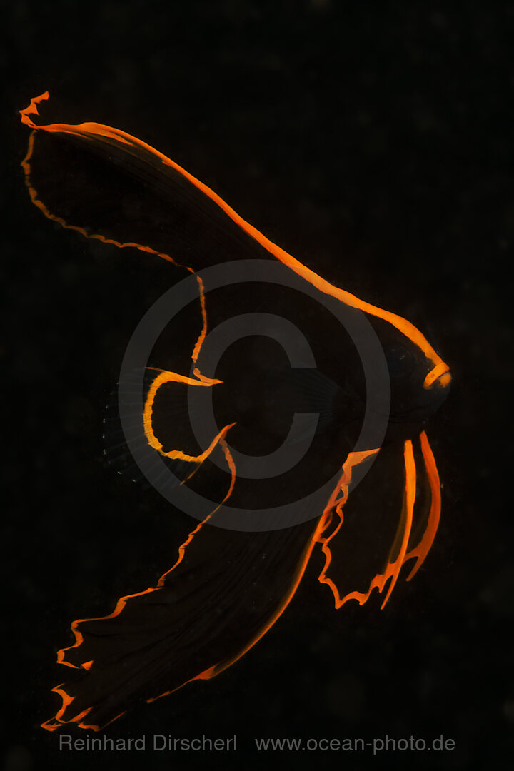 Juvenile Pinnate Batfish, Platax pinnatus, Tufi, Solomon Sea, Papua New Guinea