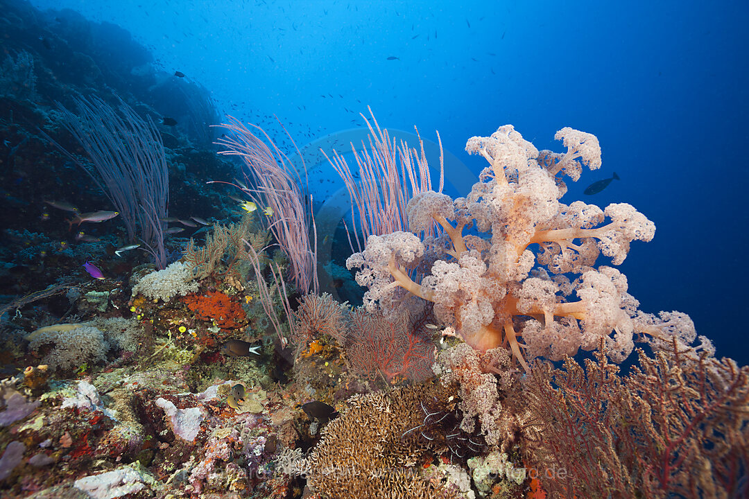 Species-rich Coral Reef, Tufi, Solomon Sea, Papua New Guinea