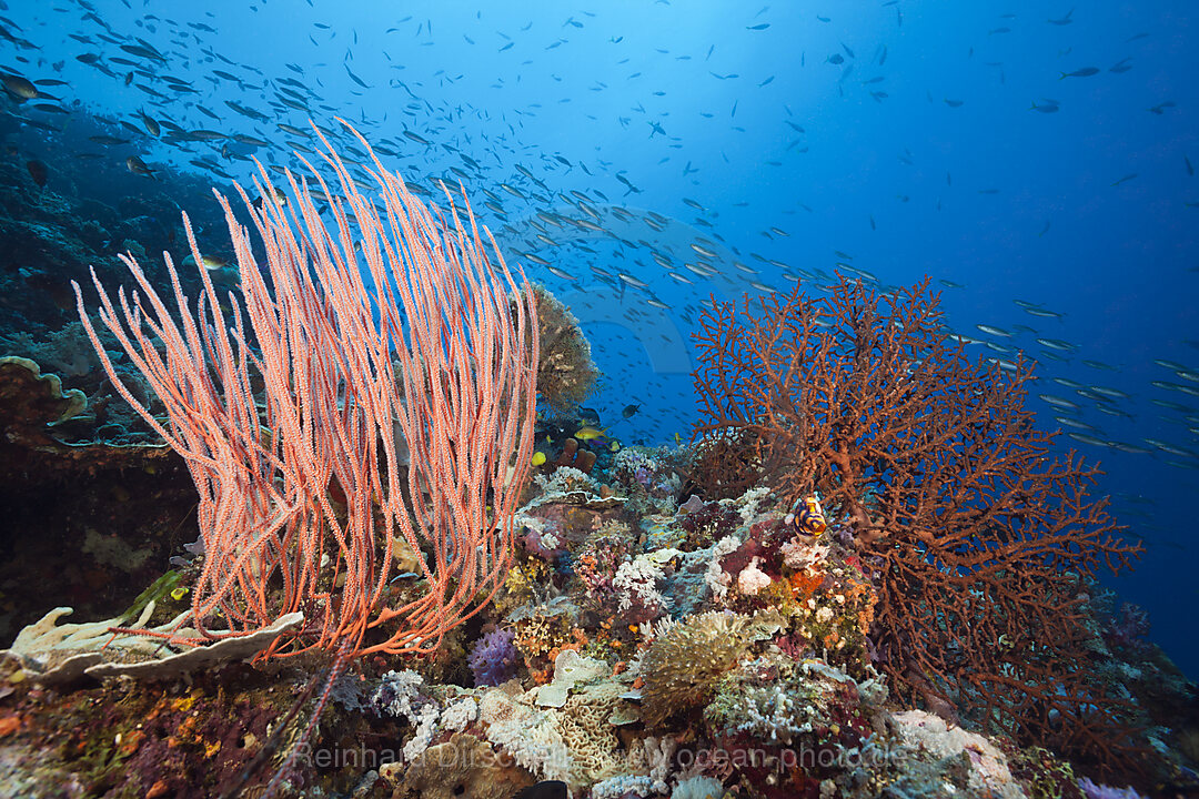 Species-rich Coral Reef, Tufi, Salomonensee, Papua Neuguinea
