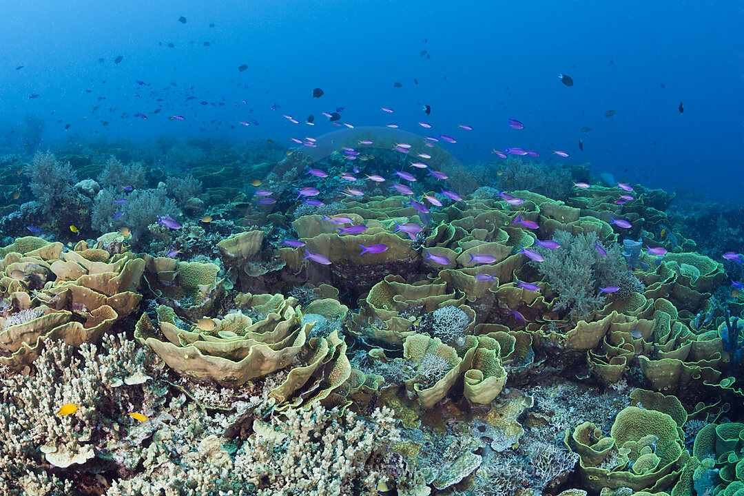 Reef of Lettuce Coral, Turbinaria mesenterina, Tufi, Solomon Sea, Papua New Guinea