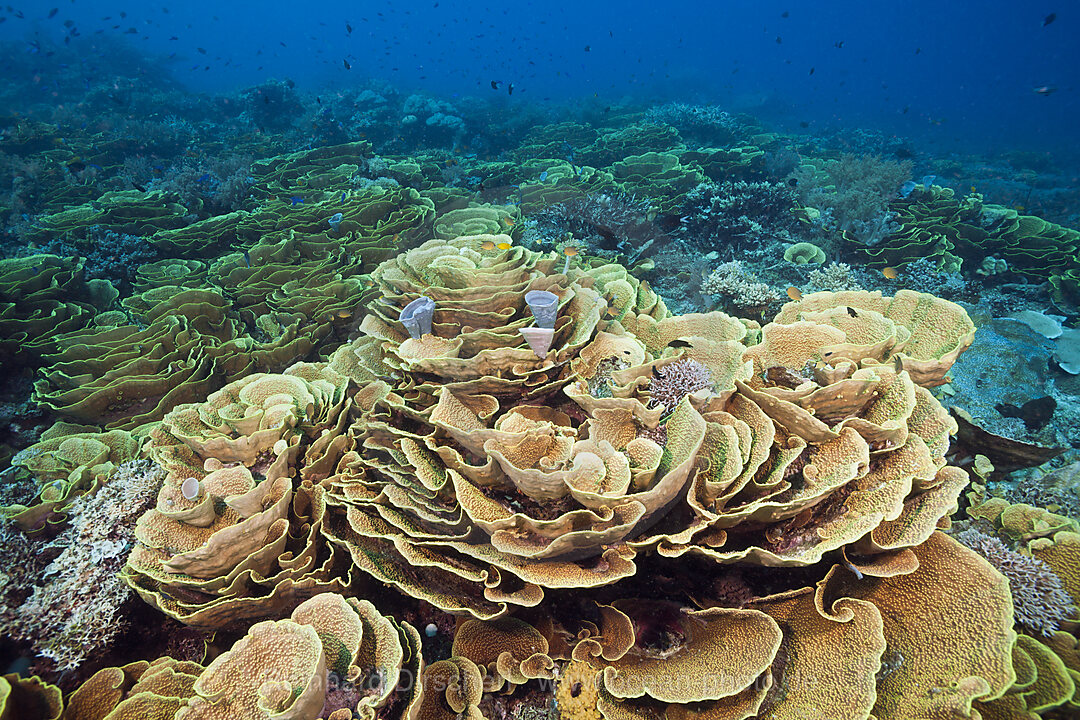 Riff mit Salatkorallen, Turbinaria mesenterina, Tufi, Salomonensee, Papua Neuguinea