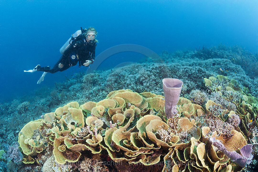 Riff mit Salatkorallen, Turbinaria mesenterina, Tufi, Salomonensee, Papua Neuguinea