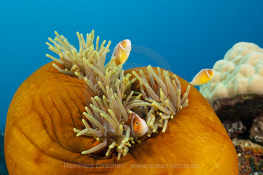 Pink Anemonefish, Amphiprion perideraion, Tufi, Solomon Sea, Papua New Guinea