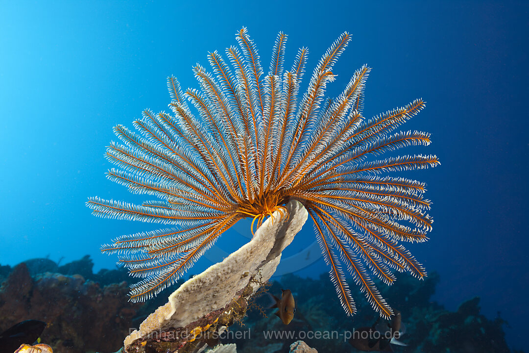 Bushy Feather Star in Coral Reef, Comaster schlegeli, Tufi, Solomon Sea, Papua New Guinea
