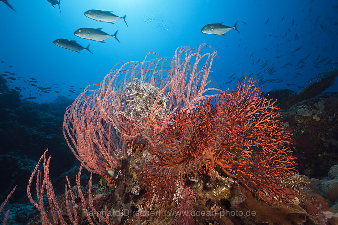 Whip Coral in Coral Reef, Ellisella ceratophyta, Tufi, Solomon Sea, Papua New Guinea