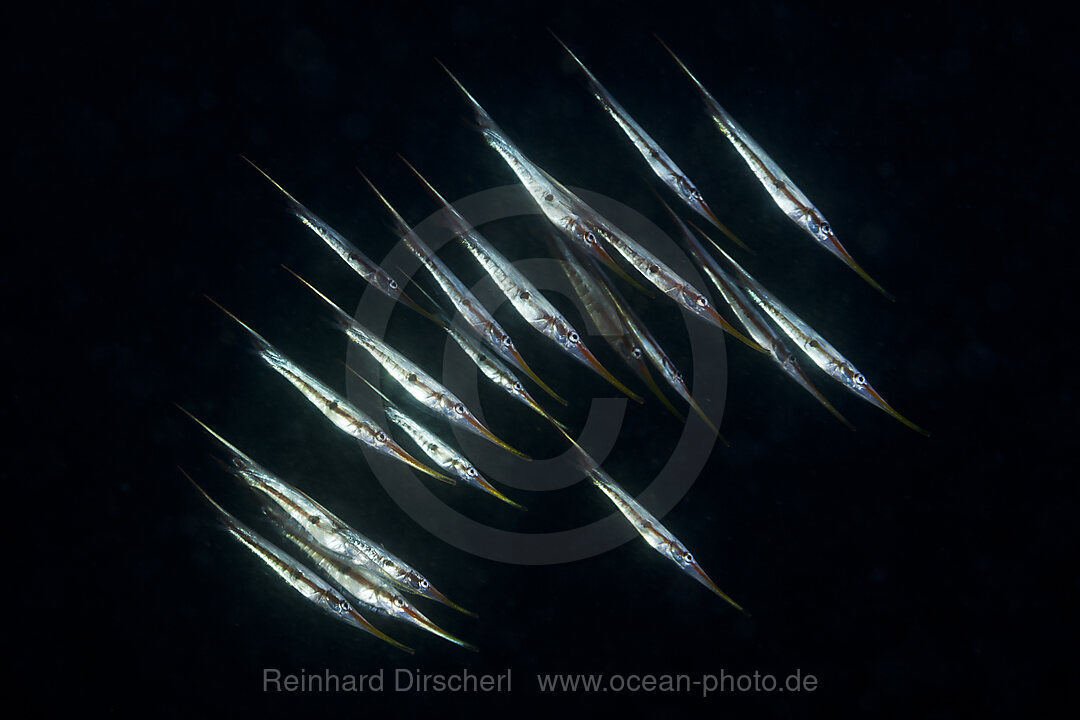 Shoal of Rigid Razorfishes, Centriscus scutatus, Tufi, Solomon Sea, Papua New Guinea