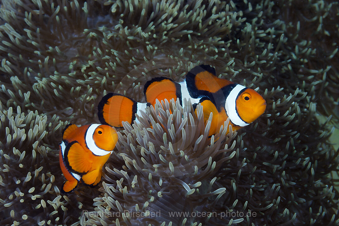 Pair of Clown Anemonefish, Amphiprion percula, Tufi, Solomon Sea, Papua New Guinea