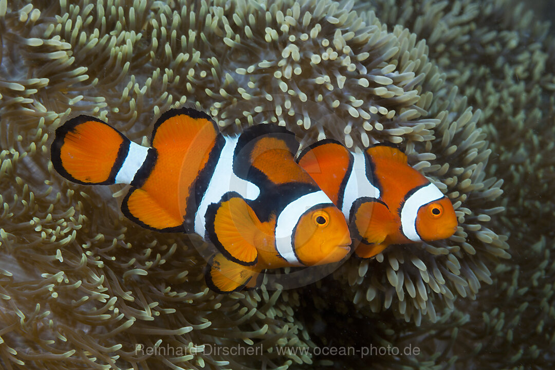 Pair of Clown Anemonefish, Amphiprion percula, Tufi, Solomon Sea, Papua New Guinea