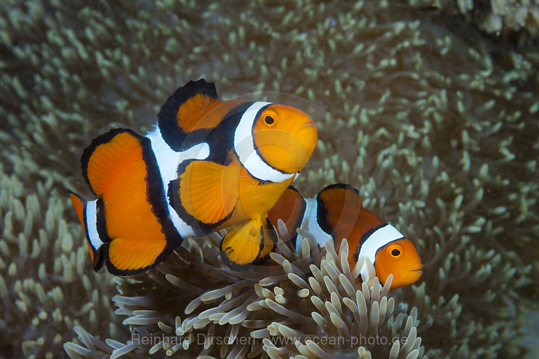 Paar Clown Anemonenfische, Amphiprion percula, Tufi, Salomonensee, Papua Neuguinea