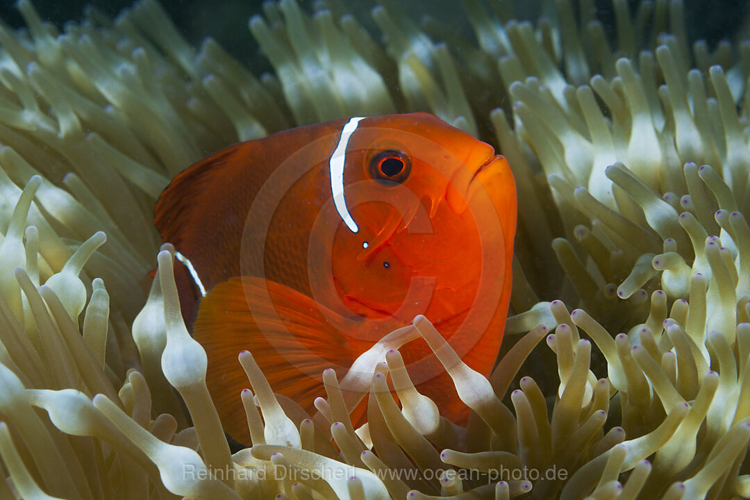 Stachel-Anemonenfisch, Premnas aculeatus, Tufi, Salomonensee, Papua Neuguinea