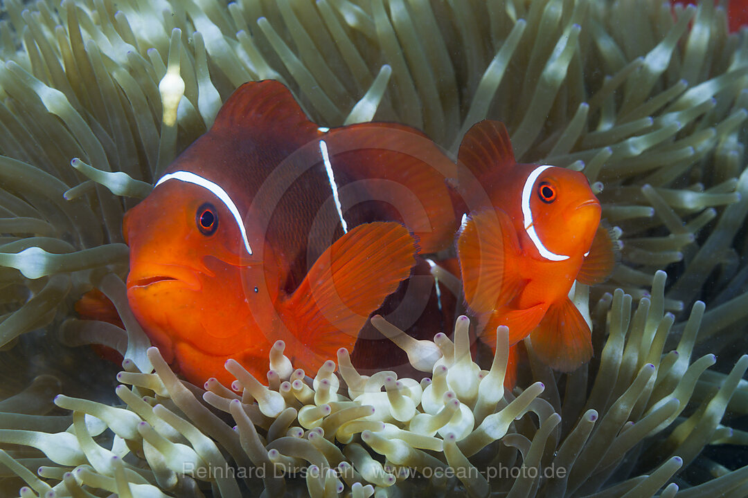 Paar Stachel-Anemonenfische, Premnas aculeatus, Tufi, Salomonensee, Papua Neuguinea