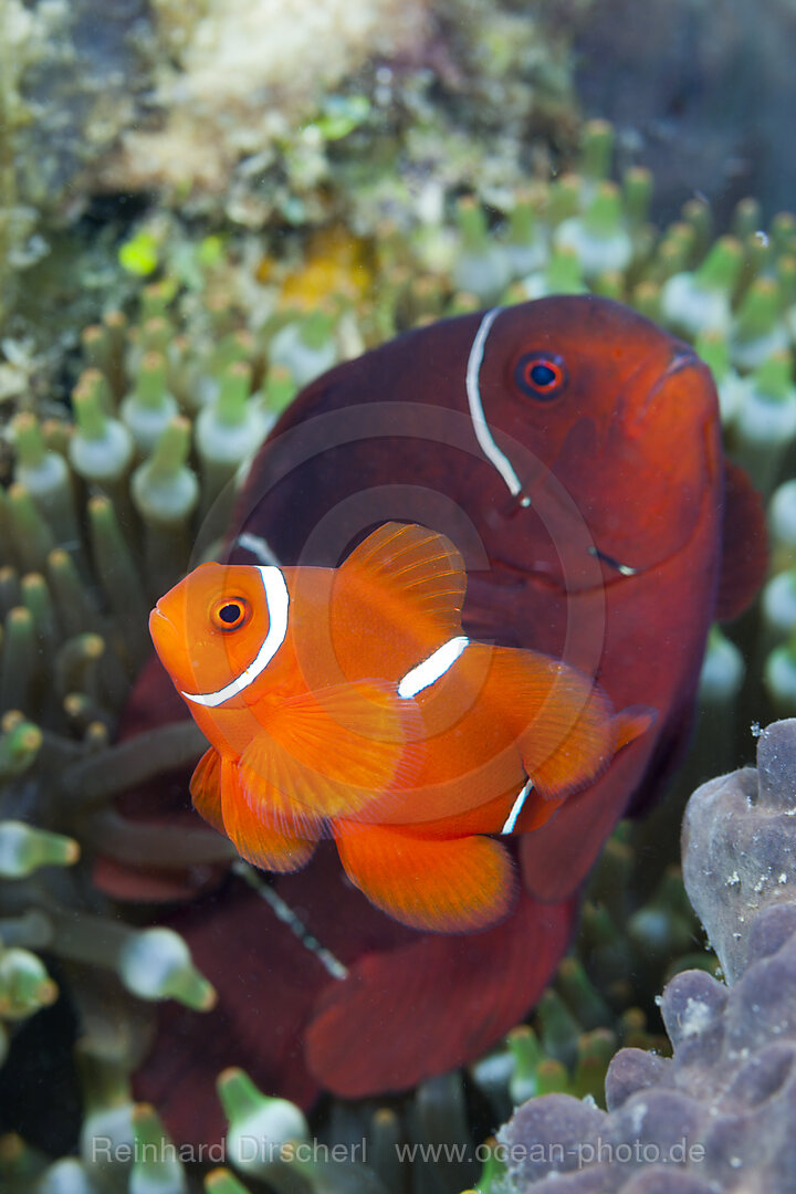 Pair of Spinecheek Clownfish, Premnas aculeatus, Tufi, Solomon Sea, Papua New Guinea