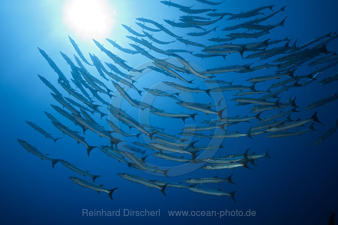 Shoal of Blackfin Barracuda, Sphyraena qenie, Tufi, Solomon Sea, Papua New Guinea