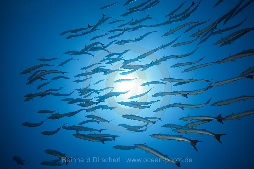 Shoal of Blackfin Barracuda, Sphyraena qenie, Tufi, Solomon Sea, Papua New Guinea