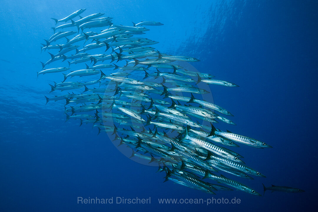 Shoal of Blackfin Barracuda, Sphyraena qenie, Tufi, Solomon Sea, Papua New Guinea
