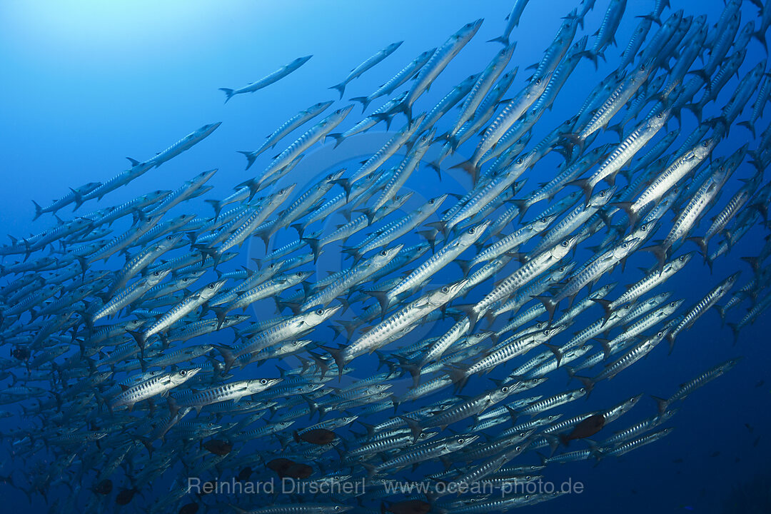 Shoal of Blackfin Barracuda, Sphyraena qenie, Tufi, Solomon Sea, Papua New Guinea