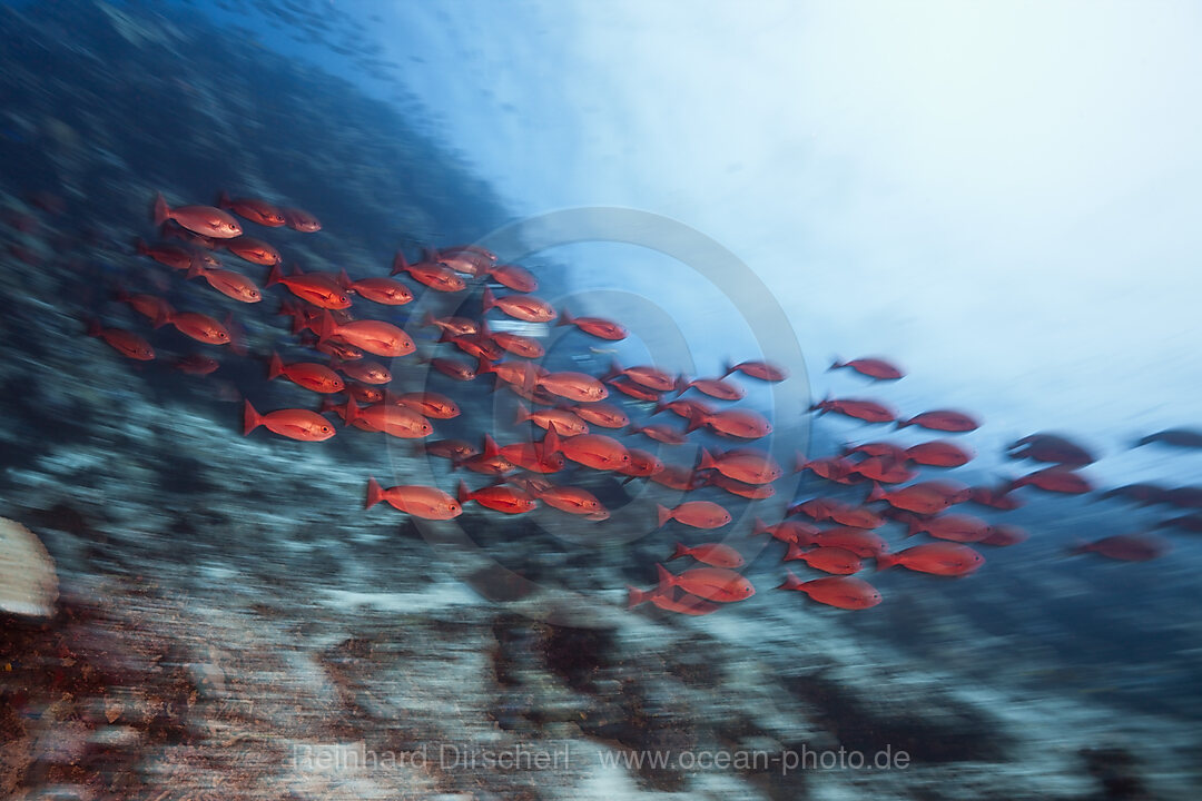 Shoal of Slender Pinjalo Snapper, Pinjalo lewisi, Tufi, Solomon Sea, Papua New Guinea