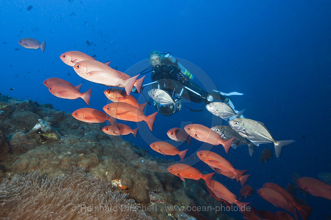 Schwarm Rote Pinjalo Schnapper, Pinjalo lewisi, Tufi, Salomonensee, Papua Neuguinea
