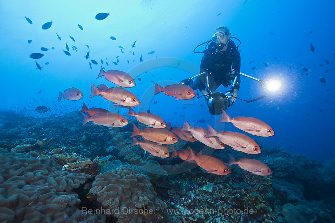 Shoal of Slender Pinjalo Snapper, Pinjalo lewisi, Tufi, Solomon Sea, Papua New Guinea