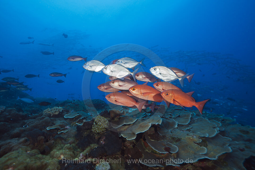 Shoal of Slender Pinjalo Snapper, Pinjalo lewisi, Tufi, Solomon Sea, Papua New Guinea