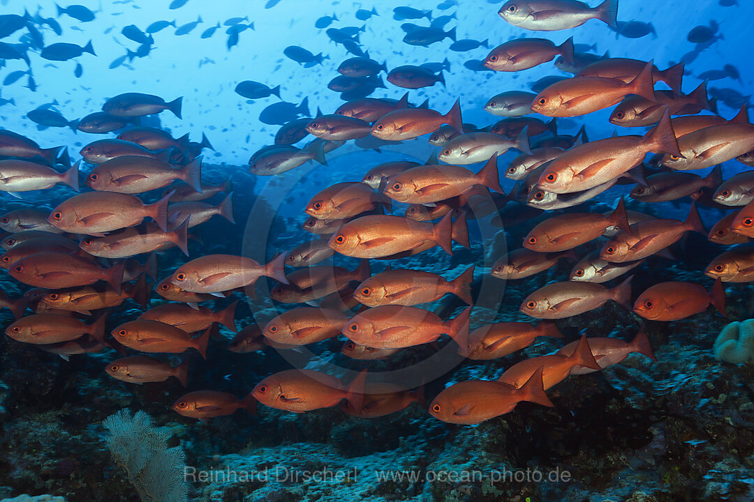 Shoal of Slender Pinjalo Snapper, Pinjalo lewisi, Tufi, Solomon Sea, Papua New Guinea
