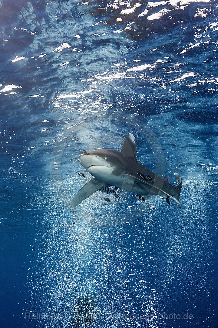 Weissspitzen-Hochseehai, Carcharhinus longimanus, Atlantik, Bahamas