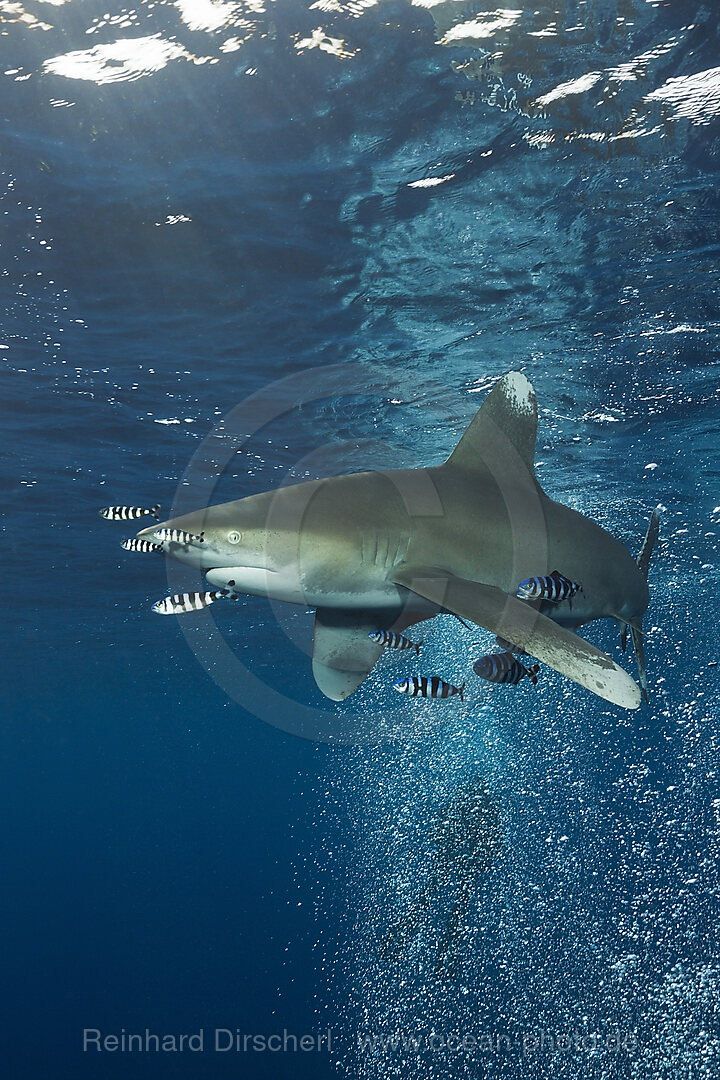 Weissspitzen-Hochseehai, Carcharhinus longimanus, Atlantik, Bahamas