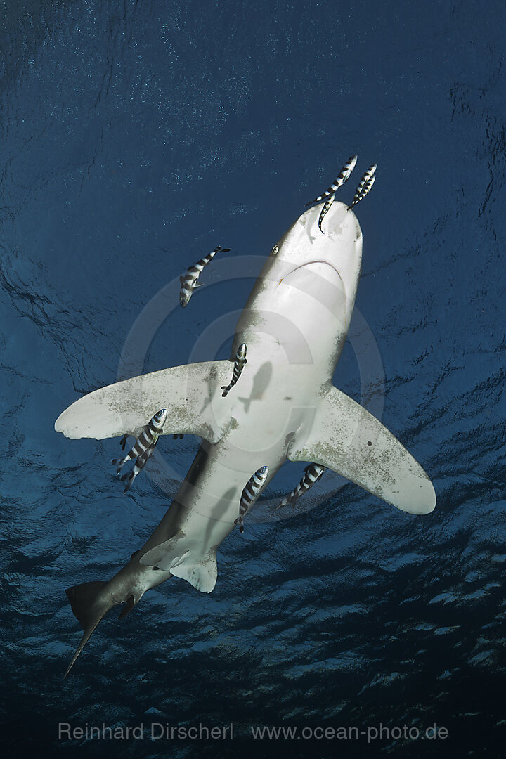 Weissspitzen-Hochseehai, Carcharhinus longimanus, Atlantik, Bahamas