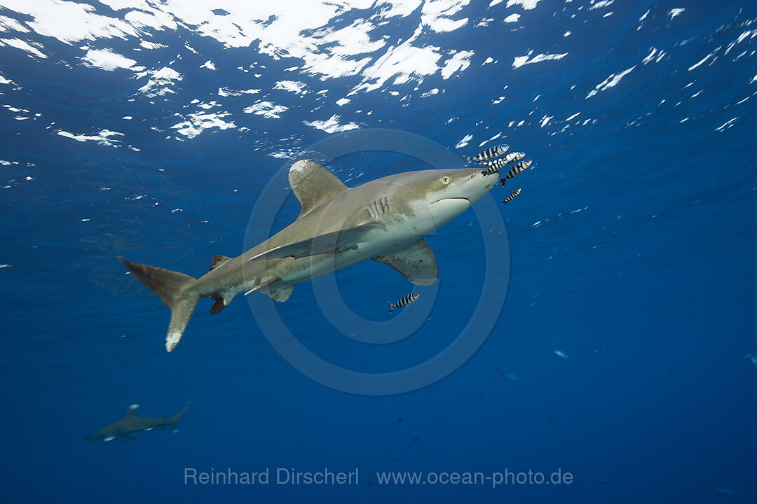 Weissspitzen-Hochseehai, Carcharhinus longimanus, Atlantik, Bahamas