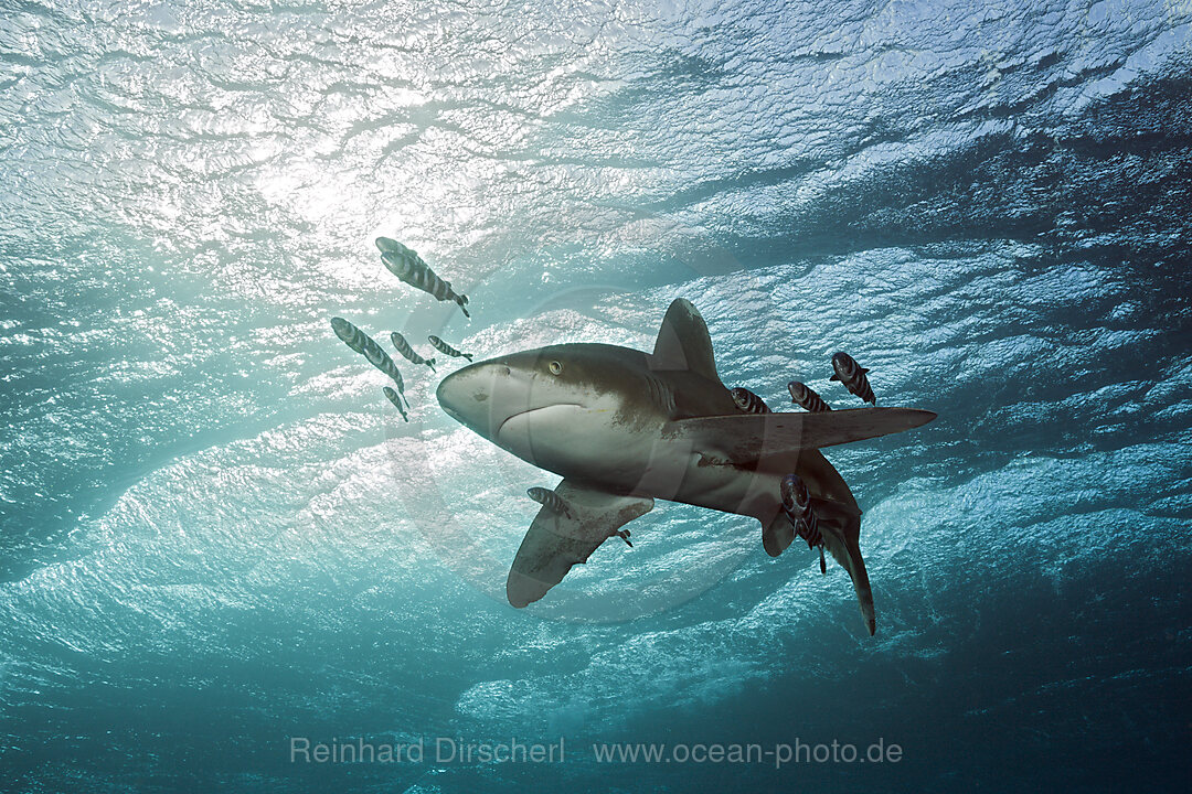 Weissspitzen-Hochseehai, Carcharhinus longimanus, Atlantik, Bahamas