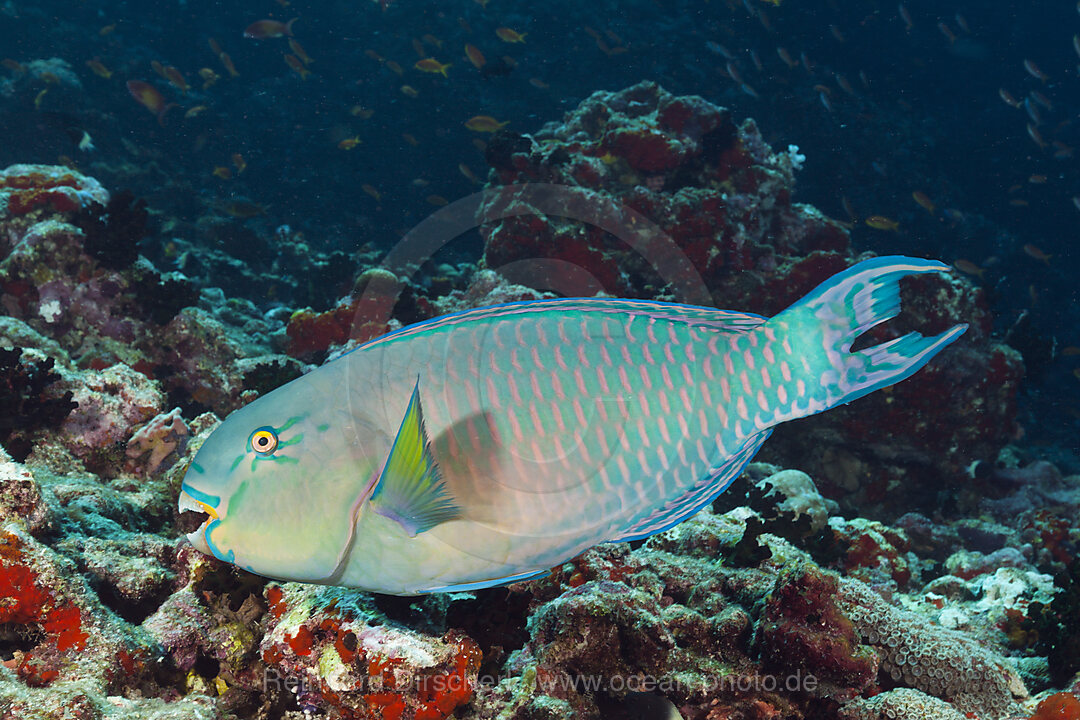 Indischer Buckelkopf-Papageifisch, Scarus strongylocephalus, Nord Male Atoll, Indischer Ozean, Malediven