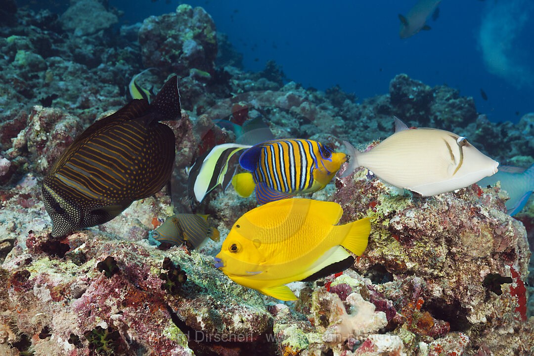 Bunte Korallenfische am Riff, Nord Male Atoll, Indischer Ozean, Malediven