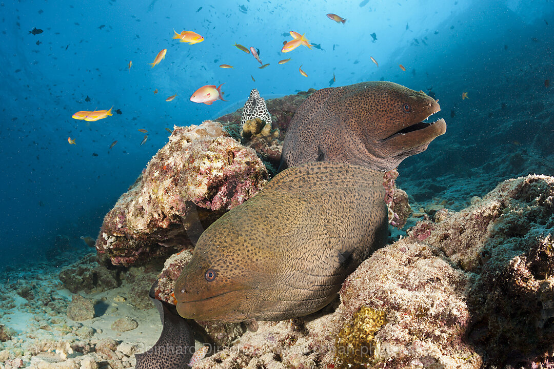 Riesenmuraenen, Gymnothorax javanicus, Nord Male Atoll, Indischer Ozean, Malediven