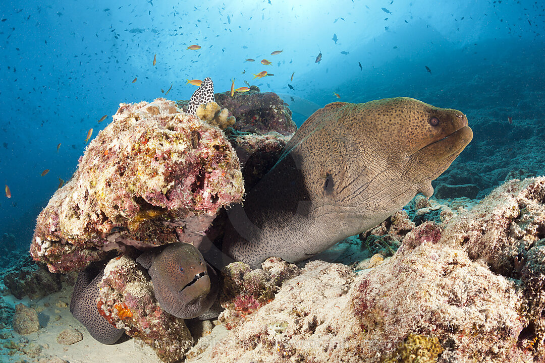 Riesenmuraenen, Gymnothorax javanicus, Nord Male Atoll, Indischer Ozean, Malediven