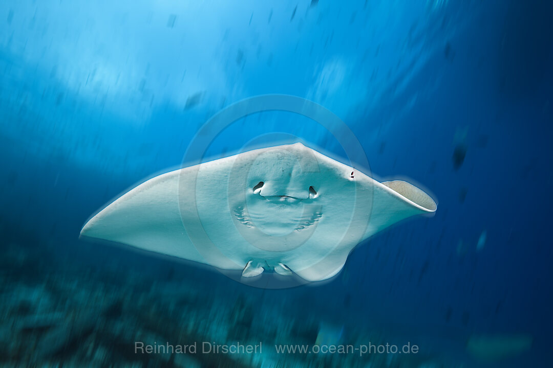 Pink Whipray, Pateobatis fai, North Male Atoll, Indian Ocean, Maldives
