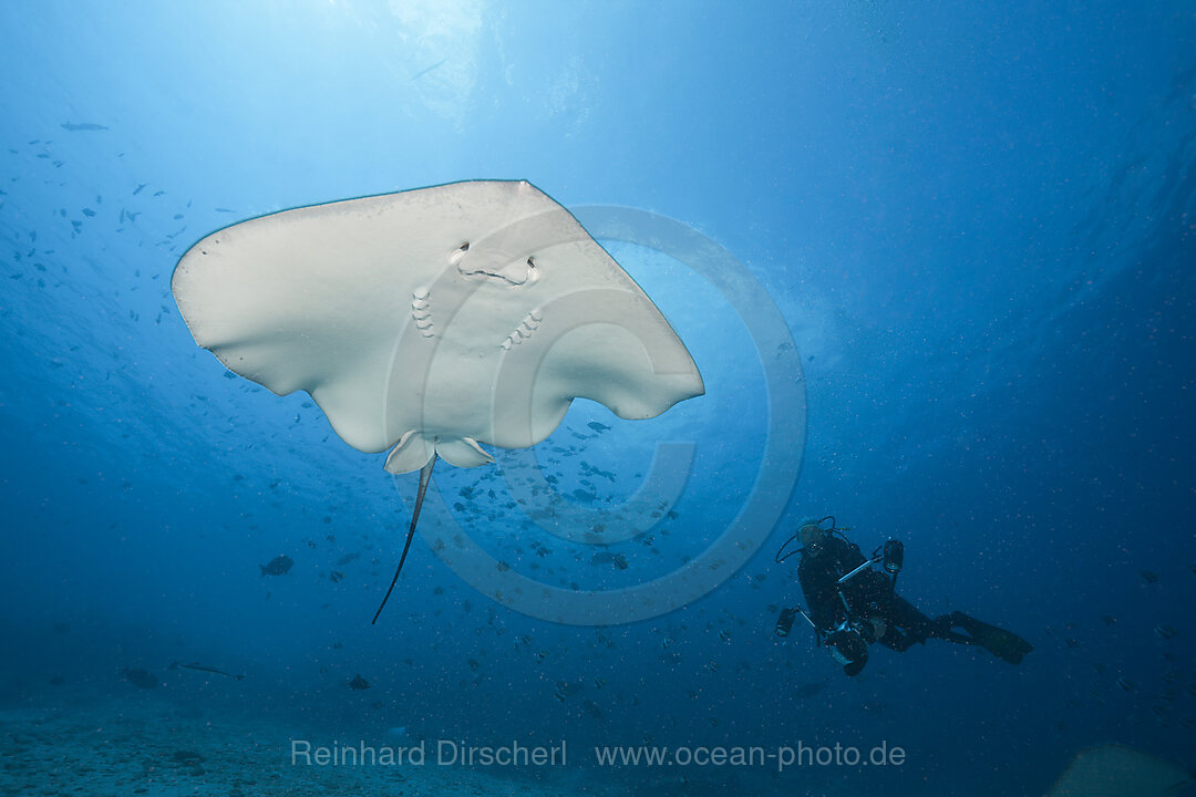 Pink Whipray, Pateobatis fai, North Male Atoll, Indian Ocean, Maldives