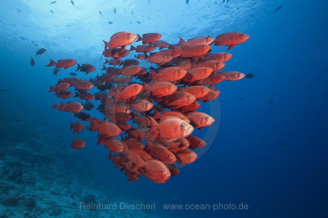 Schwarm Riff-Grossaugen, Priacanthus hamrur, Nord Male Atoll, Indischer Ozean, Malediven