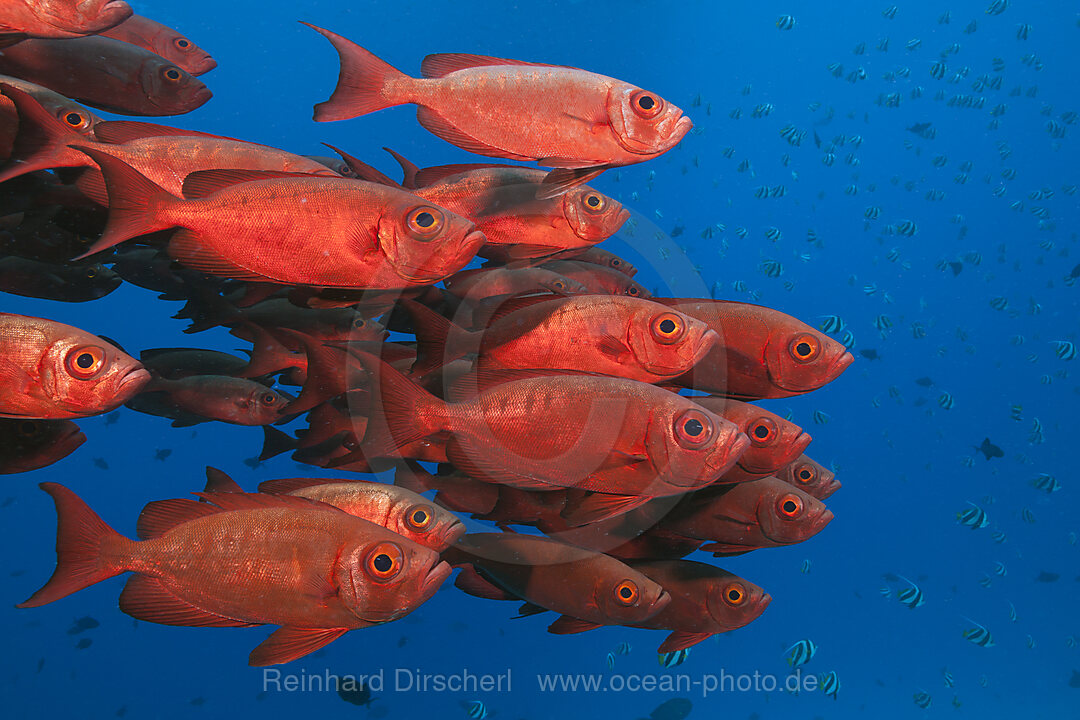 Shoal of Crescent-tail Bigeye, Priacanthus hamrur, North Male Atoll, Indian Ocean, Maldives