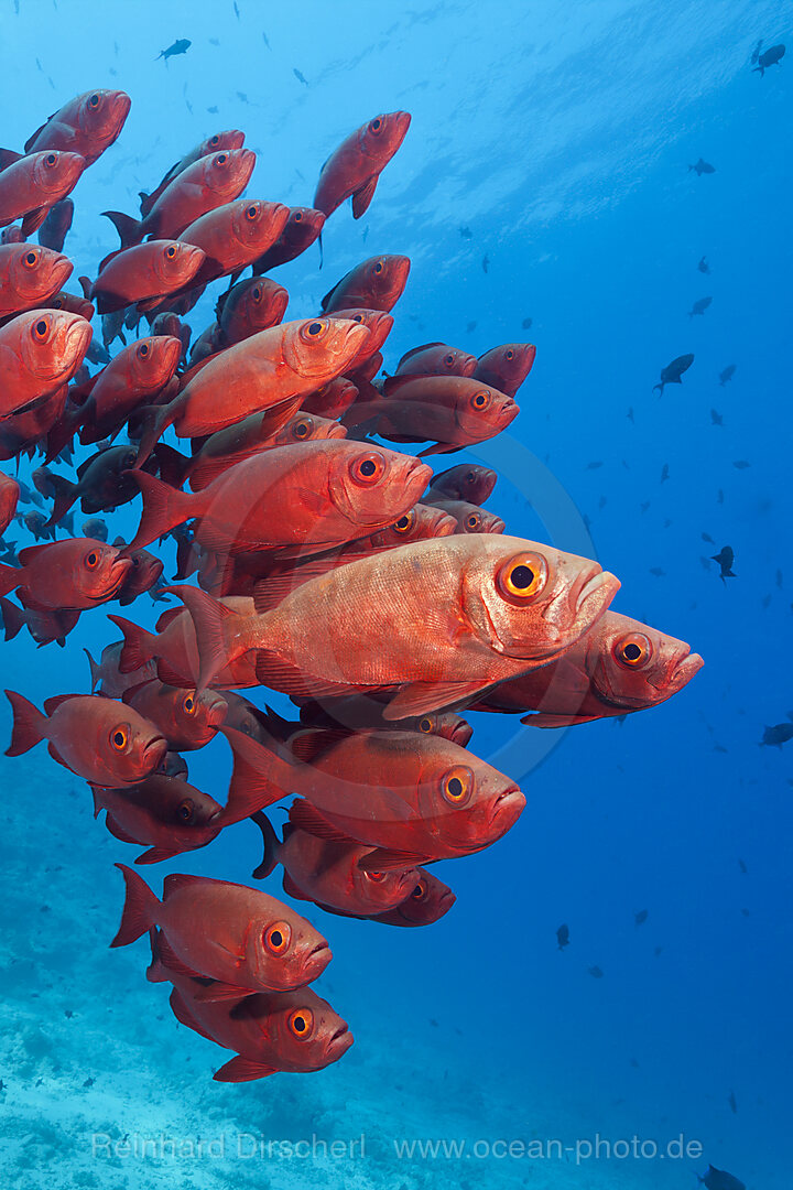 Schwarm Riff-Grossaugen, Priacanthus hamrur, Nord Male Atoll, Indischer Ozean, Malediven