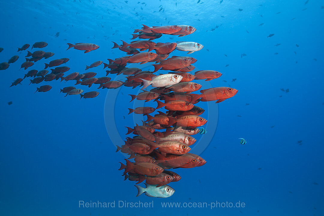 Shoal of Crescent-tail Bigeye, Priacanthus hamrur, North Male Atoll, Indian Ocean, Maldives